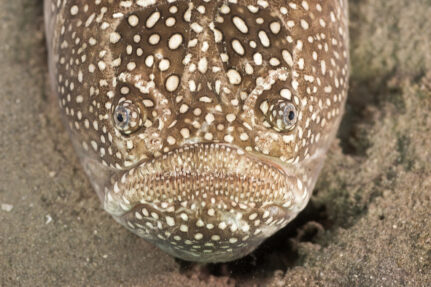 White dots on the fish's face sitting on a sandy bottom