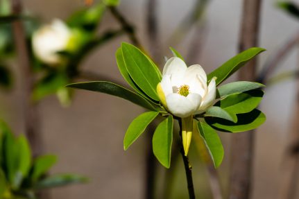 White flower with thick petal