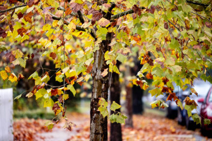 The light green leaves of a maple tree planted along a city street are beginning to yellow as fall approaches.