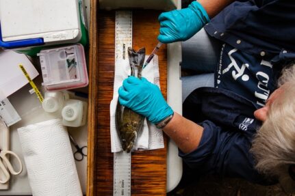 Seen from above, a scientist wearing nitrile gloves extracts blood from the body a fish resting on a table.