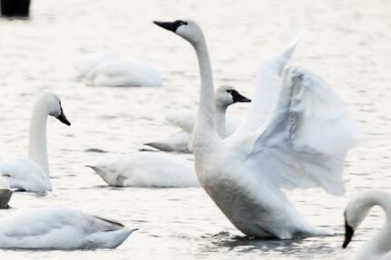 Tundra swans swim in the water.
