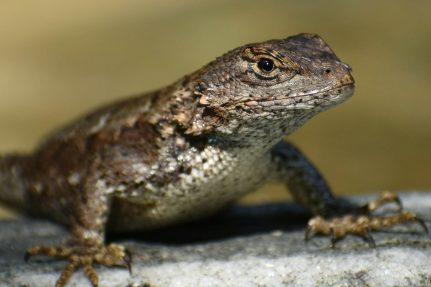 Eastern fence lizard basks on a branch.