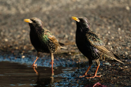 Two starlings sits at the edge of the land in a bit of water.