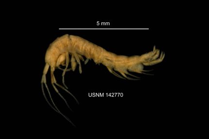 A closeup of a yellowish Hay's spring amphipod showing a rough length of just over five millimeters.