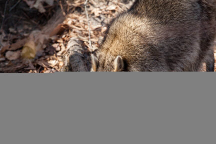 A fluffy raccoon walks through a forest