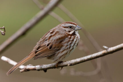 A song sparrow visits Rock Creek at Rock Creek Park in Washington, D.C., on April 10, 2021.