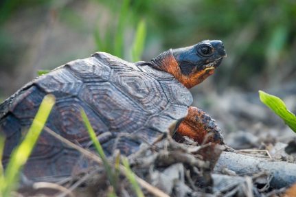 A wood turtle crawls over a fallen branch.