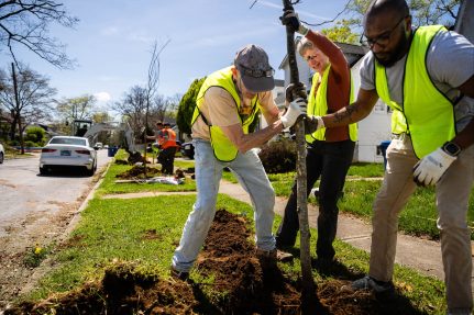 Three volunteer stabilize a tree that's been planted.