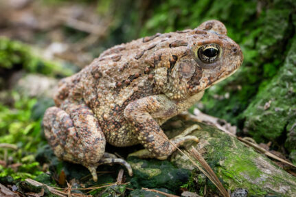 Light brown frog with dark markings sits on moss covered rocks