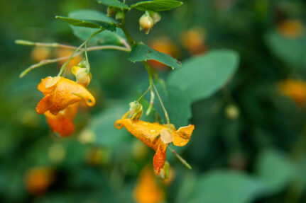 Orange flowers with green leaves