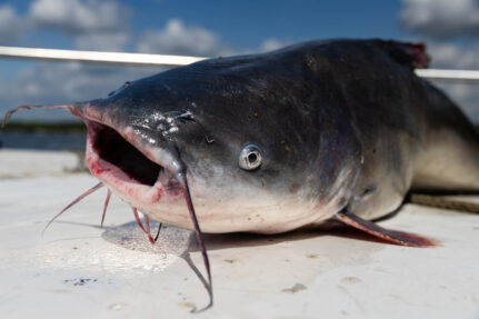 Dead catfish lay at the edge of a boat