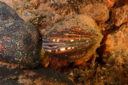 A mussel rests among algae-covered rocks, its soft filtering tissues visible in a partly open shell.