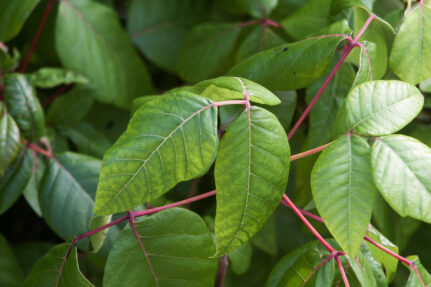 Three green leaves with red veins extend from a red stem.