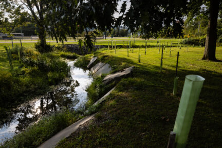 Recently planted trees line a stream flowing through a park.