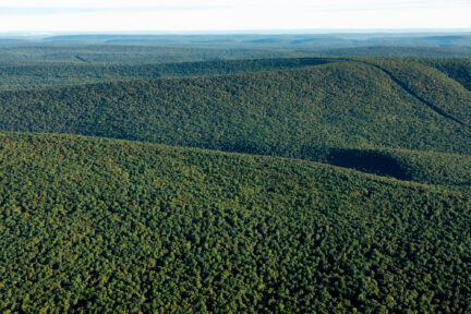 Forest cover is seen from the air with green trees and a blue sky.
