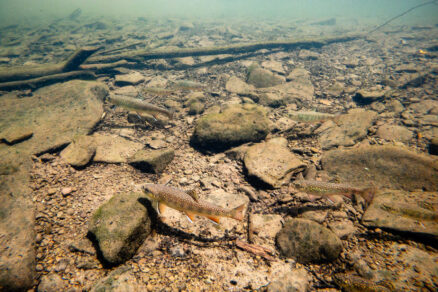 Eight small fish swim in clear water that is filled with rocks, sediment and a large branch in the distance.