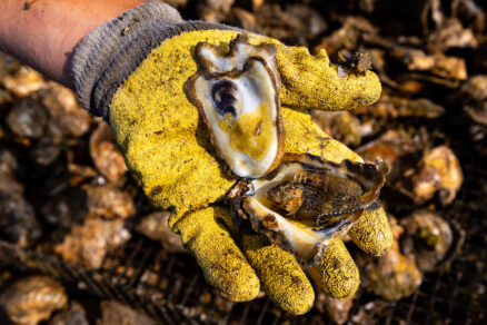 A gloved hand holds an open oyster that has eggs inside, along with a small fish. In the background are many oyster shells.