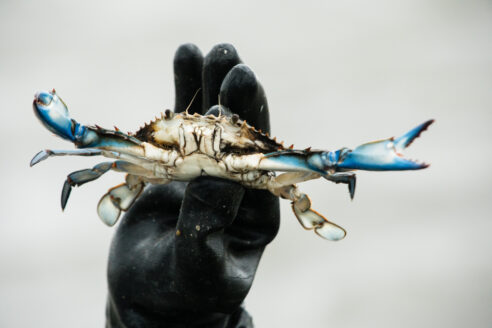 A gloved hand holds a blue crab in the air.