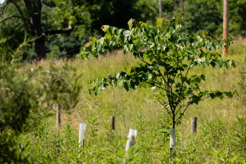 A tree grows in a field.