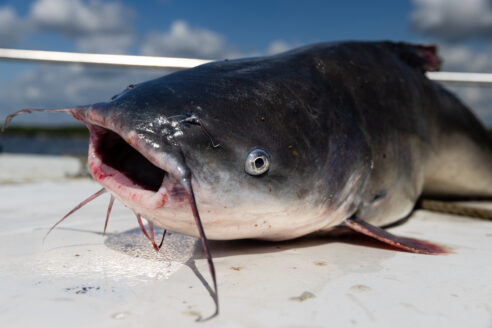 A large fish with whiskers, lies on a boat deck with it's mouth open.