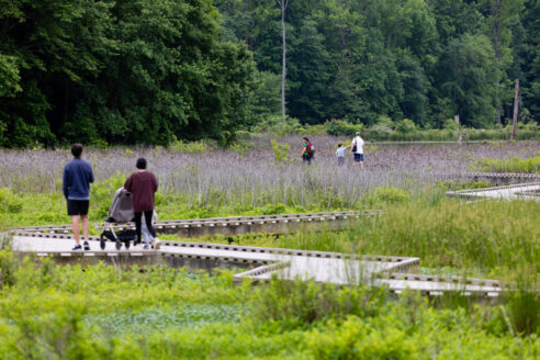 People walk along a boardwalk through wetlands.