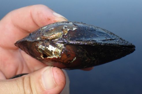 A hand holds a small freshwater mussel.