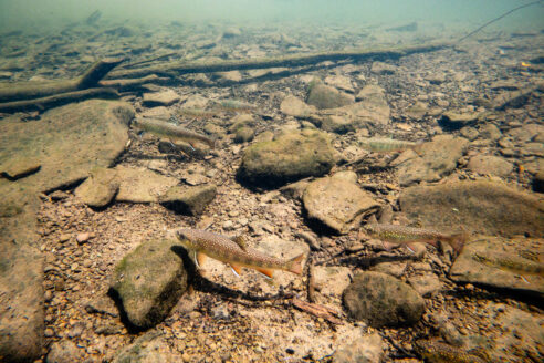 Eight small fish swim in clear water that is filled with rocks, sediment and a large branch in the distance.