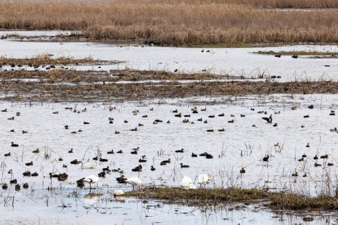 Waterfowl floating on a wetland.