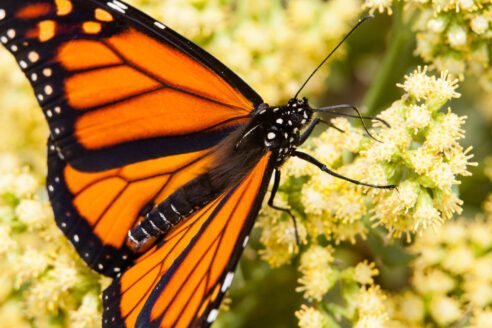 A monarch butterfly feeds on groundsel, a yellow-blooming native shrub