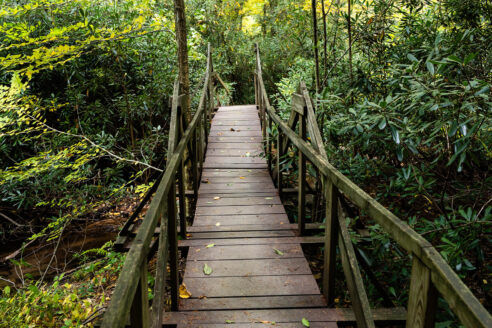 A wooden bridge hangs among trees in a forest.