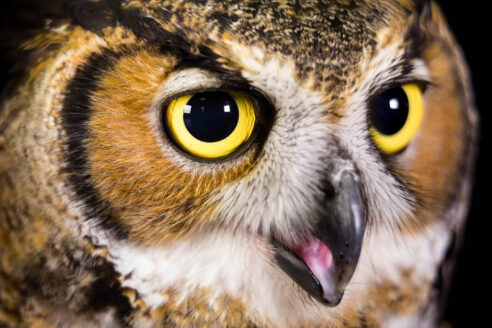 A non-releasable great horned owl lives in an aviary at Tuckahoe State Park in Caroline County, Md., on Jan. 17, 2018.  The hearing, sight, wings and talons of a great horned owl make it a fearsome predator. Several such raptors, or birds of prey, travel throughout Maryland as part of the park's Scales and Tales educational program.