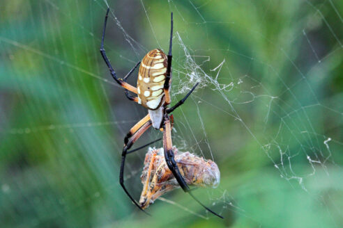 A female yellow garden spider with black and yellow legs and a grey, brown and yellow abdomen stands in her web against a green background of plants. The spider stands over an insect that has been trapped in her web and wrapped in silk.