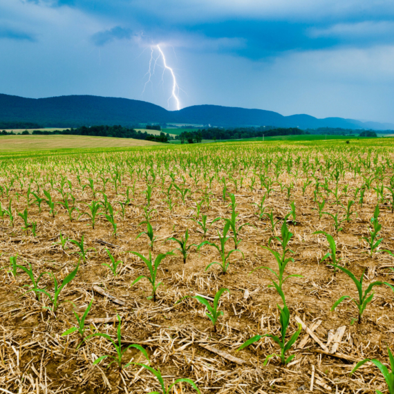 A farm field with lighting striking in the background, just before a rain storm.