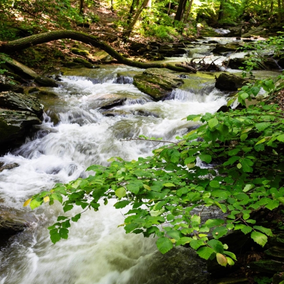 A stream with trees and shrubs on the sides.