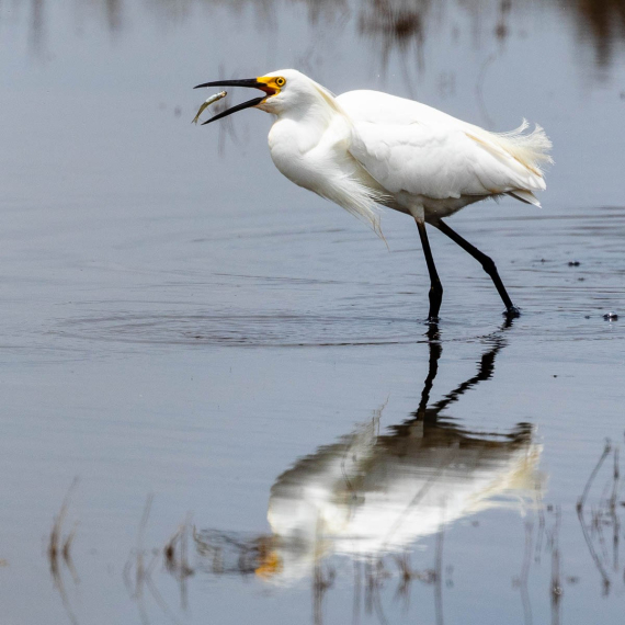 A snowy egret scoops a fish out of the water.