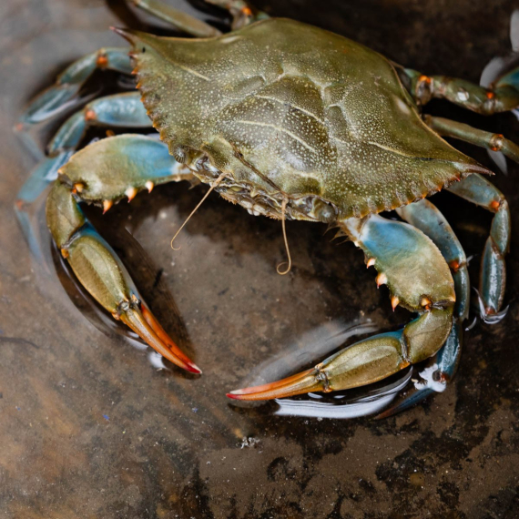 A Chesapeake Bay blue crab sits on the wooden base of a boat.