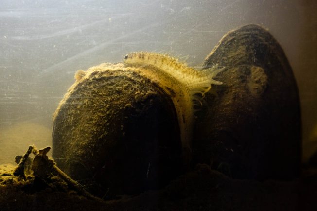 Two freshwater mussels rise from sediment in an aquarium