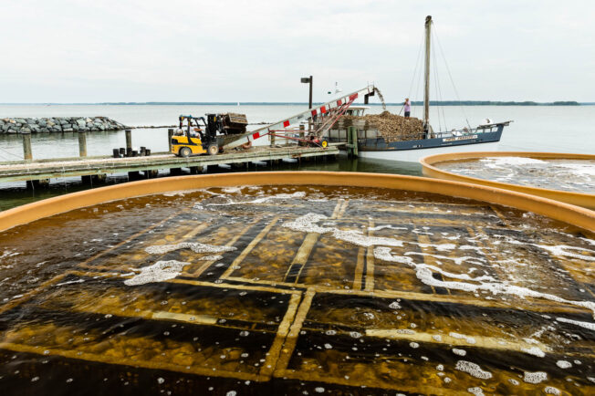 Tanks hold baby oysters being loaded onto a vessel for restoration