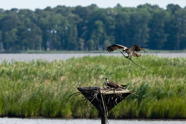 Osprey brings a stick back to its nest.