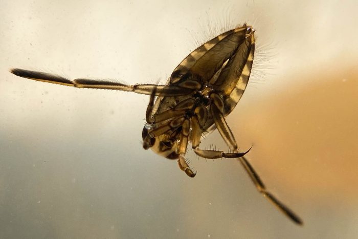 Backswimmer with two long hind-legs