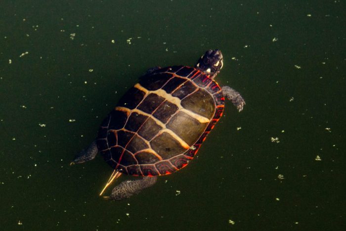 Eastern painted turtle swims through water