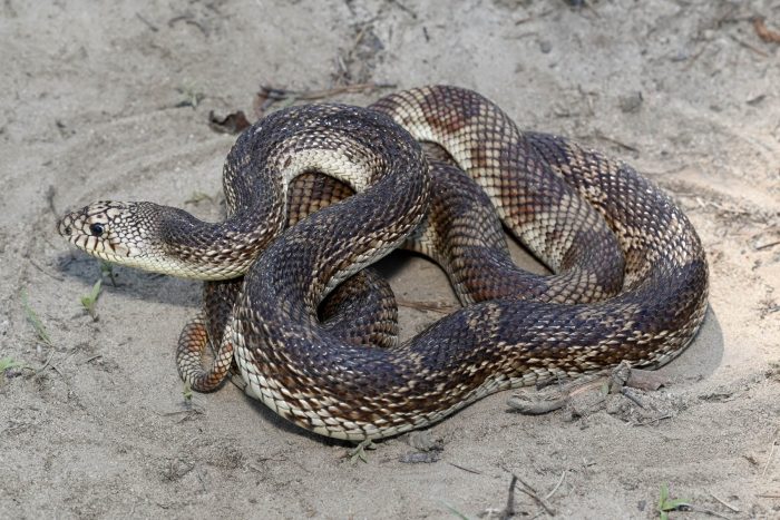 A dark patterned northern pine snake is coiled up on sand