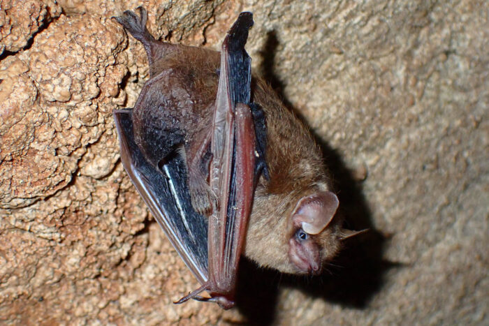 The small bat has its wings tucked and clings to a rocky wall.