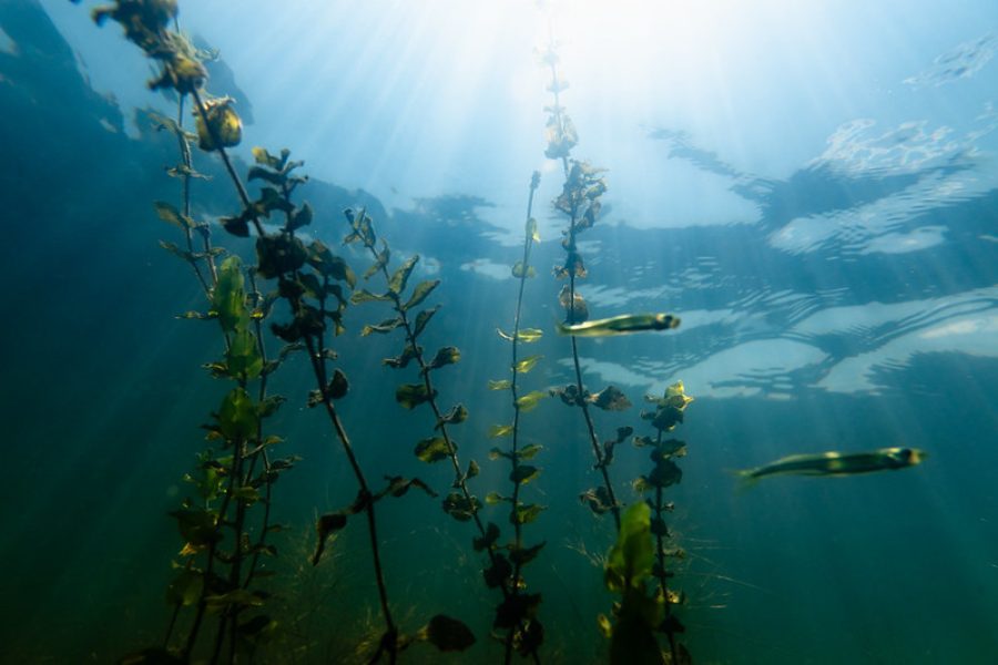 Sunlight breaks through water and fish swim through grasses under water.