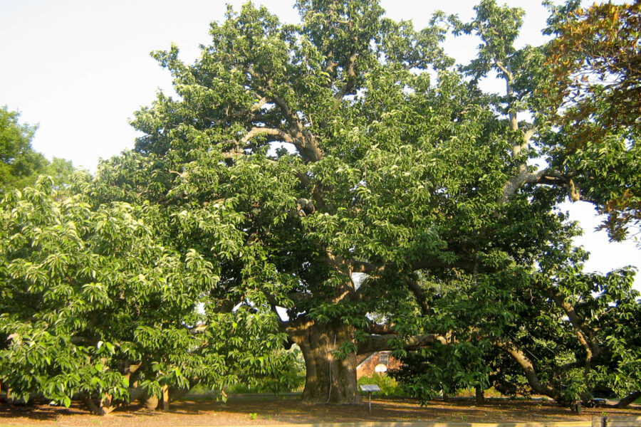 A cucumber tree, believed to have been planted in 1718, grows in Colonial Heights, Va.