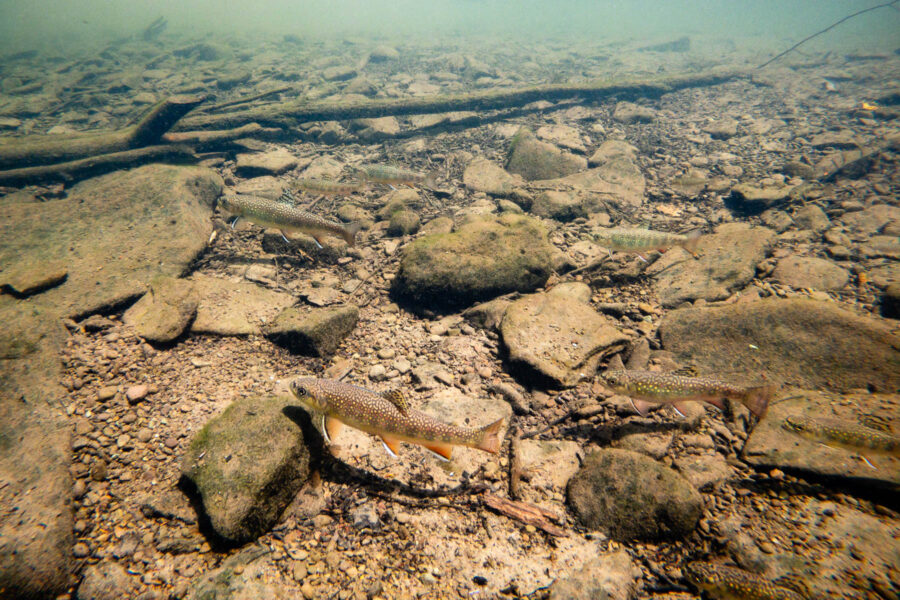 Eight small fish swim in clear water that is filled with rocks, sediment and a large branch in the distance.