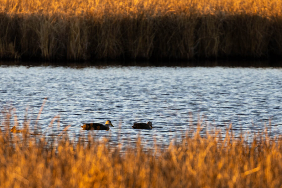 Two ducks float on the water with rust-colored marsh grasses in the foreground and background.