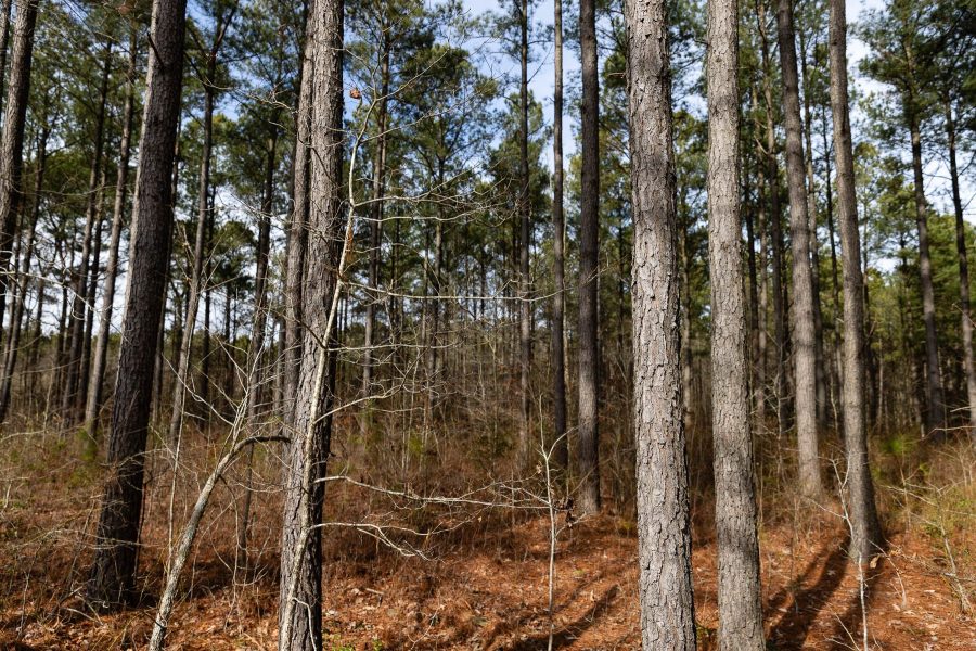 A photo of loblolly pine tree trunks in a forest understory.