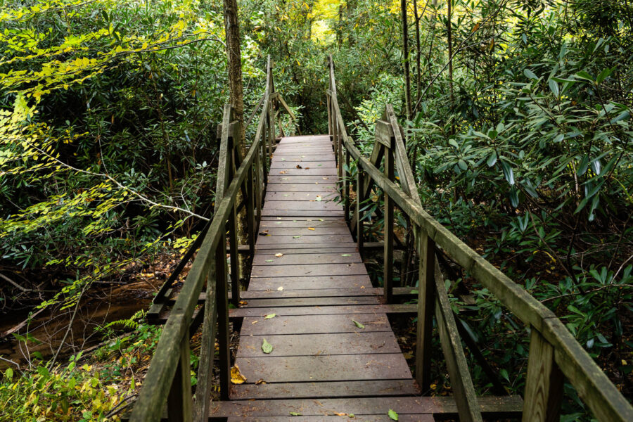 A wooden bridge hangs among trees in a forest.