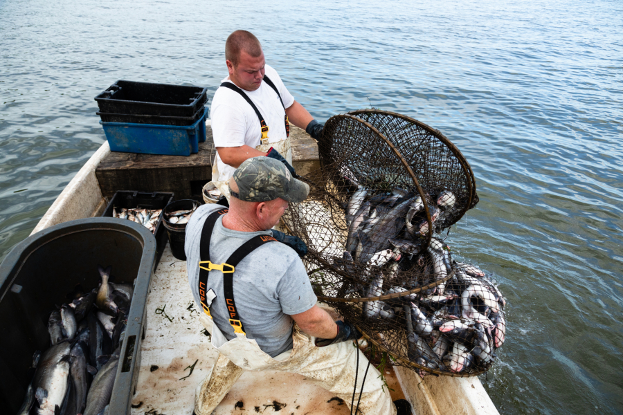 Two people on boat taking nets out of the water